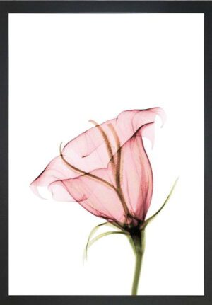 Plakát 24x29 cm Misty Bloom – Tablo Center. Cvičení