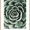 Plakát v rámu 50x70 cm Echeveria – Styler. Cvičení