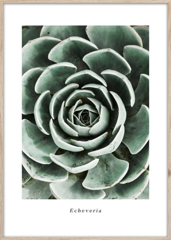 Plakát v rámu 50x70 cm Echeveria – Styler. Cvičení