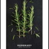 Plakát v rámu 50x70 cm Rosemary – Styler. Cvičení