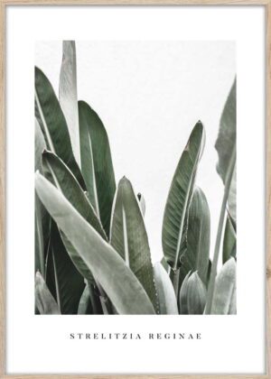 Plakát v rámu 50x70 cm Strelitzia – Styler. Cvičení