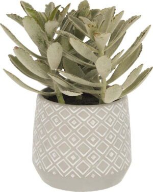 Umělý sukulent (výška 23 cm) Kalanchoe Tomentosa – Kave Home. Cvičení