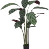 Umělá rostlina (výška 150 cm) Calathea – Ixia. Cvičení