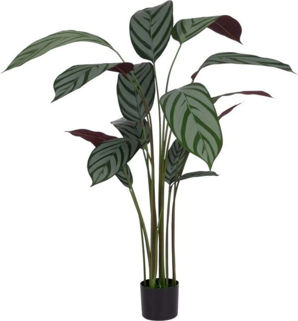 Umělá rostlina (výška 150 cm) Calathea – Ixia. Cvičení