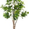 Umělá rostlina (výška 145 cm) Peperomia – Ixia. Cvičení