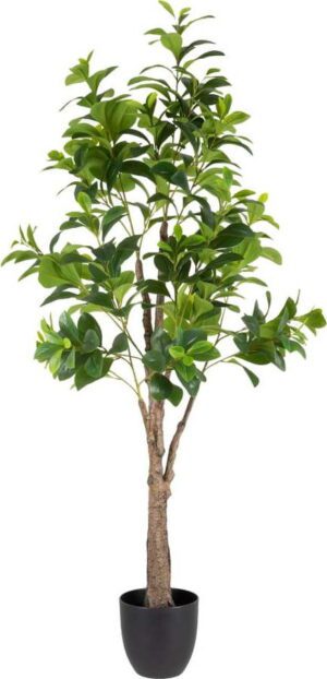 Umělá rostlina (výška 145 cm) Peperomia – Ixia. Cvičení